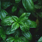 Basil - Sweet Genovese - Herb Seeds - Certified Organic
