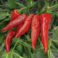 Chilli Seeds - Hungarian Sweet Paprika