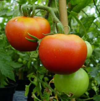 Tomato Seeds - Graf Zeppelin - Certified Organic