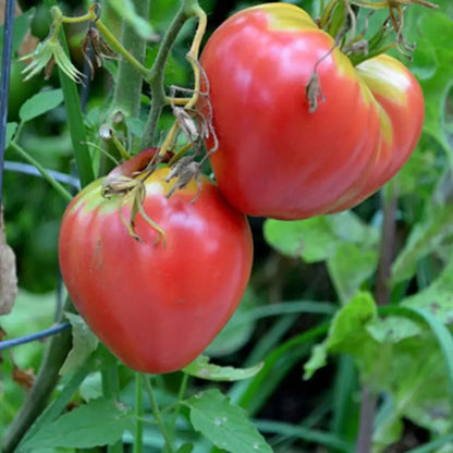 Tomato - Pink Oxheart - Certified Organic Seeds