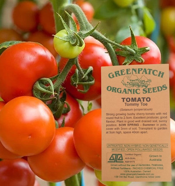 Certified Organic Tommy Toe Tomato Seeds.  Shop your heirloom and certified organic seeds online now with yourvegepatch.com.au