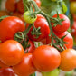 Tomato Seeds - Tommy Toe - Certified Organic