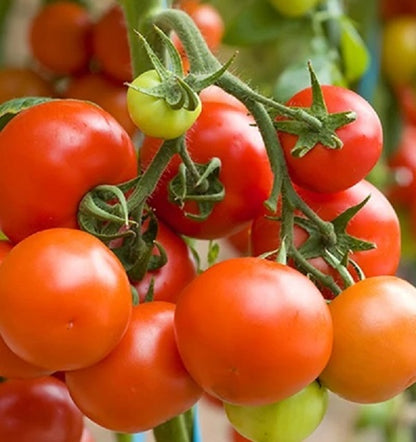 Tomato Seeds - Tommy Toe - Certified Organic