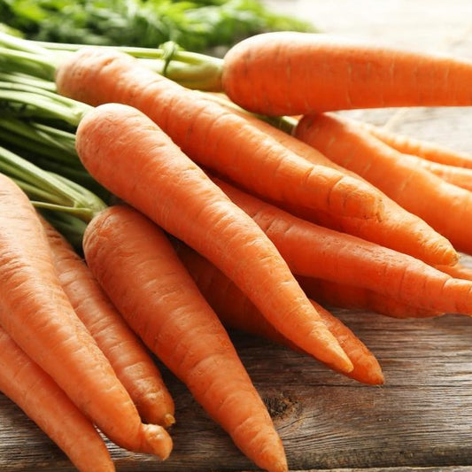 Certified Organic Western Red Carrot Seeds for Autumn planting.  Shop now and buy your organic vegetable seeds online today.