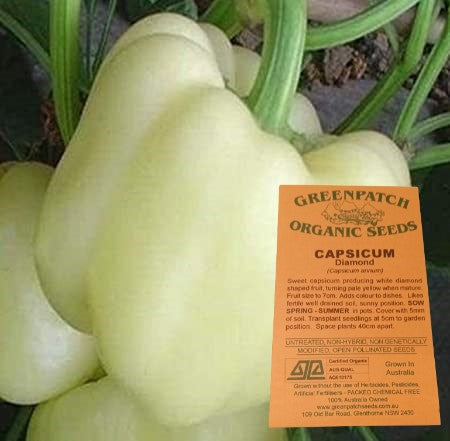 Certified Organic Capsicum White Diamond Chilli Seeds