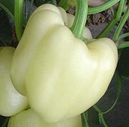 Capsicum Seeds - Diamond - Certified Organic