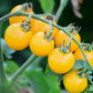 Tomato Seeds - Yellow Cherry Cocktail - Certified Organic