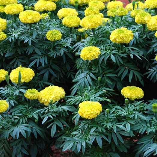 Marigold Seeds - Dwarf Yellow - Certified Organic